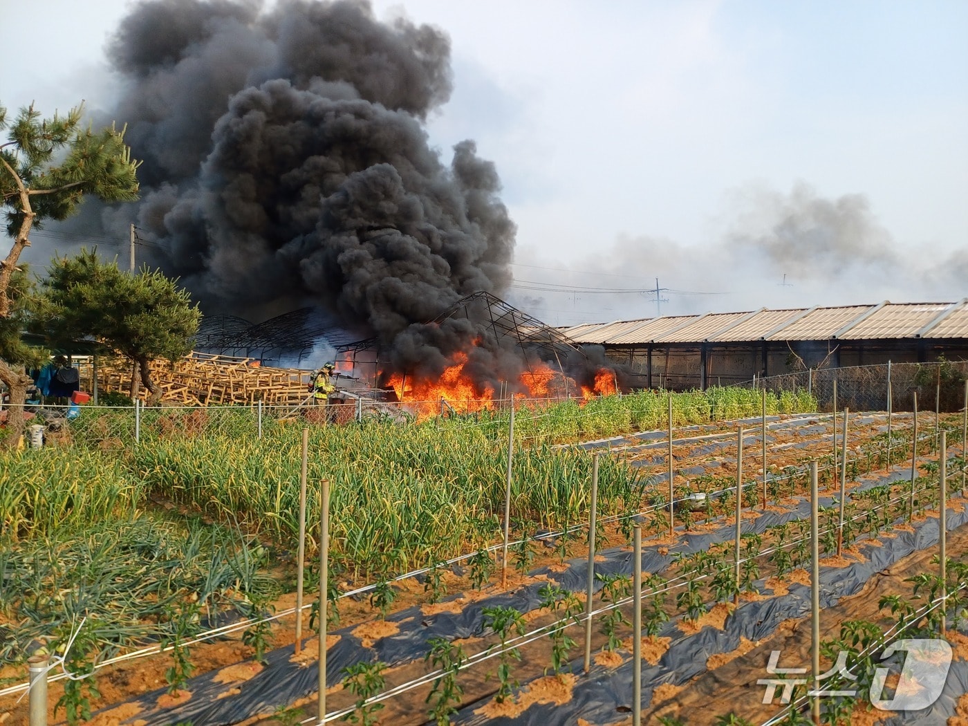 천안 동남구 성남면 산란계 농장 화재 현장. (천안동남소방서 제공, 재판매 및 DB금지) / 뉴스1