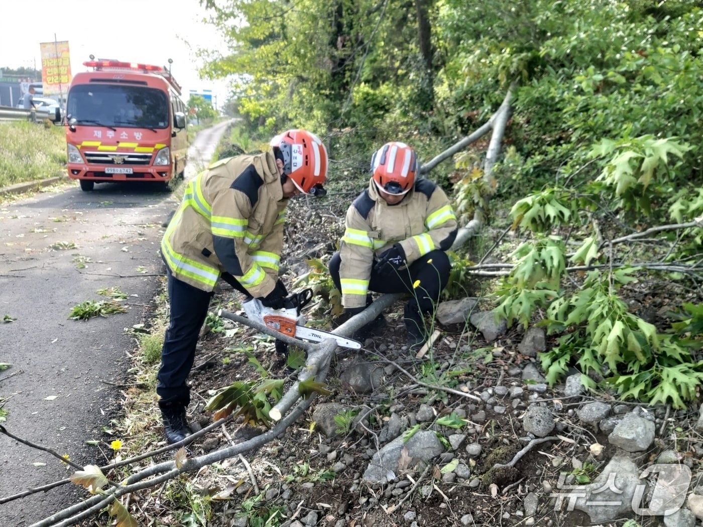 3일 오전 8시34분쯤 제주시 노형동의 한 도로에서 가로수가 강풍에 쓰러져 신고를 받고 출동한 소방대원들이 안전조치를 하고 있다.(제주도소방안전본부 제공, 재판매 및 DB 금지)