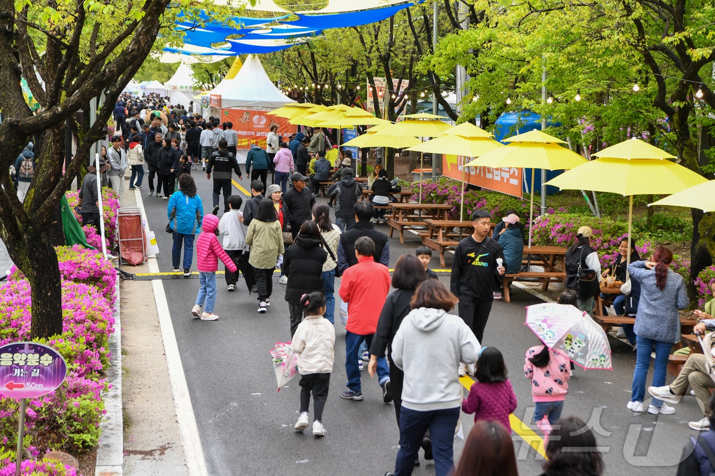 지난해 열린 청춘 양구 곰취 축제.(뉴스1 DB)