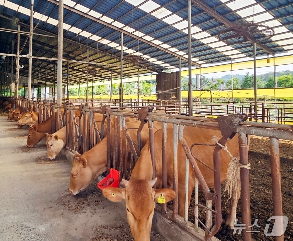 정읍시가 올여름 자연재해로 인한 축산농가의 피해를 최소화하고 신속한 복구를 지원하기 위해 선제 대응에 나섰다.(정읍시 제공, 재판매 및 DB금지)