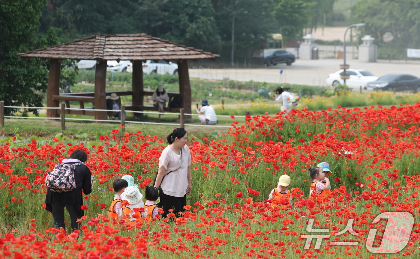 초여름 날씨가 이어진 30일 오후 경기 수원시 권선구 탑동시민농장에 붉게 물든 양귀비꽃이 만개해 있다. 2025.5.30/뉴스1 ⓒ News1 김영운 기자