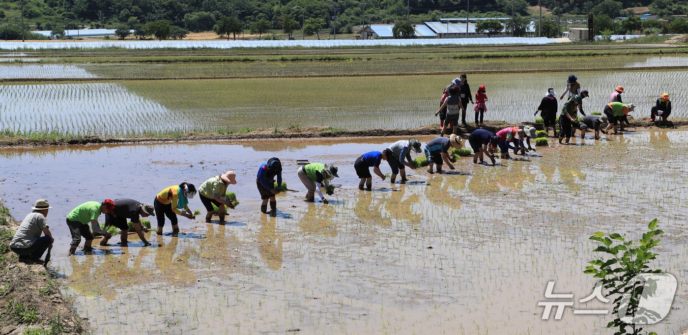 의령군 궁류면의 손모내기 작업(의령군 제공. 재판매 및 DB금지)
