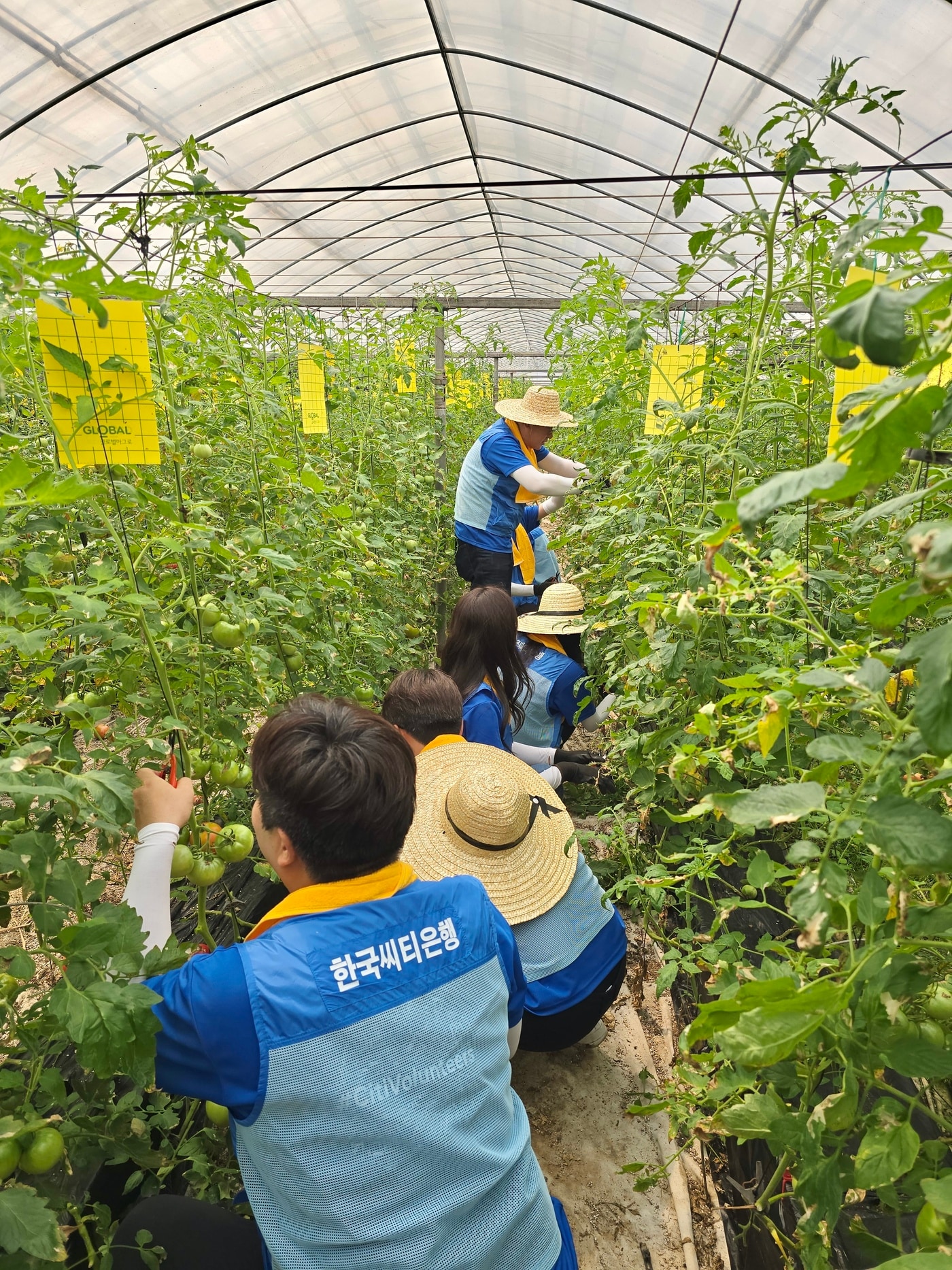 한국씨티은행은 NH농협은행과 함께 경기도 광주의 토마토 농가를 찾아 농촌 일손 돕기 봉사활동을 진행했다고 밝혔다. 한국씨티은행 임직원들이 토마토 수확 활동을 하고 있다 (한국씨티은행 제공)