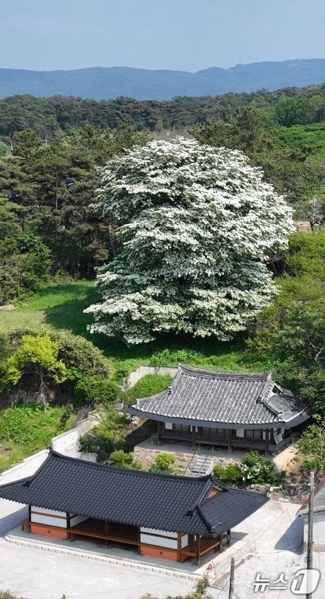 고창군 아산면 중복마을이 전북도 주관 ‘2025년 아름다운 주거 경관개선사업’에 아산면 중복마을이 최종 선정됐다. 산림청 '올해의 나무'로 선정된 중복마을 이팝나무(뉴스1/DB)