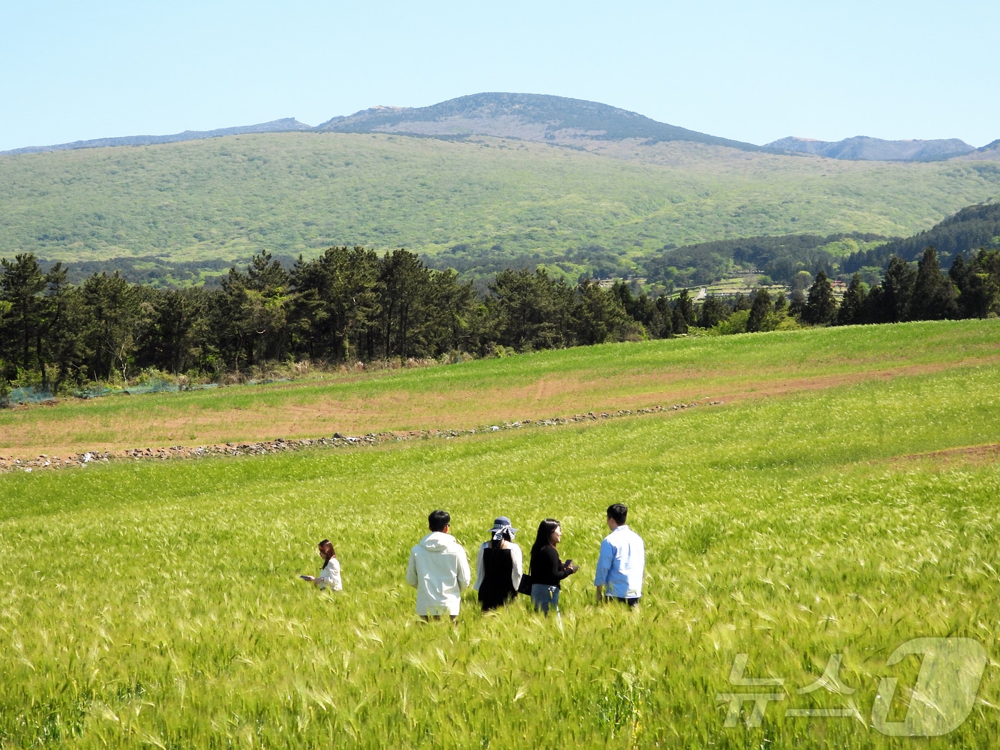 4일 오후 넷플릭스 인기 시리즈 '폭싹 속았수다' 촬영지인 제주시 오라2동 청보리밭에서 상춘객들이 봄 기운을 만끽하고 있다. 2025.5.4/뉴스1 ⓒ News1 오미란 기자