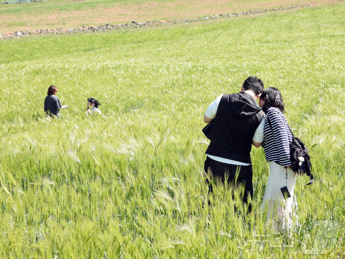 4일 오후 넷플릭스 인기 시리즈 '폭싹 속았수다' 촬영지인 제주시 오라2동 청보리밭에서 상춘객들이 봄 기운을 만끽하고 있다. 2025.5.4/뉴스1 ⓒ News1 오미란 기자