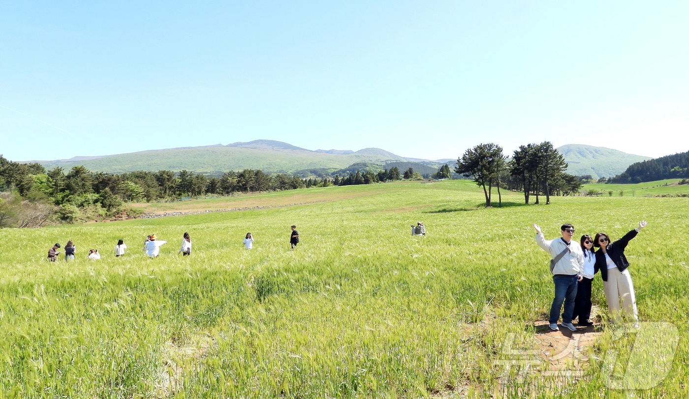 4일 오후 넷플릭스 인기 시리즈 '폭싹 속았수다' 촬영지인 제주시 오라2동 청보리밭에서 상춘객들이 봄 기운을 만끽하고 있다. 2025.5.4/뉴스1 ⓒ News1 오미란 기자