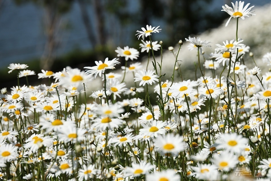 신안군 샤스타데이지 꽃 (신안군 제공. 재판매 및 DB금지) /뉴스1 