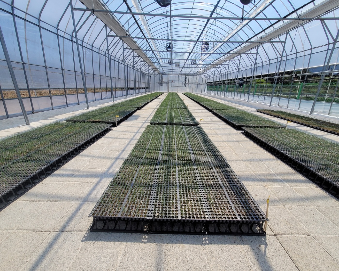 시설 안에서 공중에 띄워 재배하는 '벤치 육묘' 방식으로 재배되는 양파 모종 (농촌진흥청 제공) 2025.05.07 /뉴스1