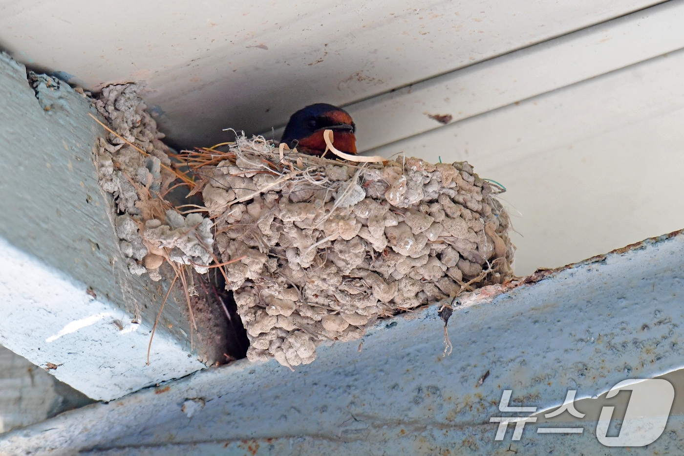 어버이 날인 8일 경북 포항시 북구 영일대북부시장 내 점포 처마 밑에 둥지를 튼 제비가 알을 품고 있다. 2025.5.8/뉴스1 ⓒ News1 최창호 기자