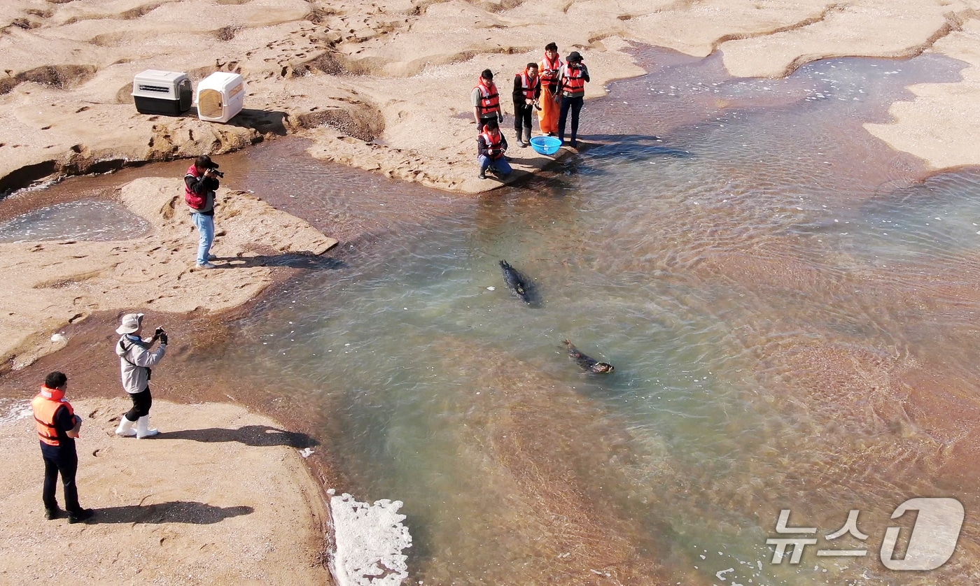 가로림만에서 방류된 점박이물범 봄이와 양양이 모습. (충남도 제공, 재판매 및 DB 금지)/뉴스1