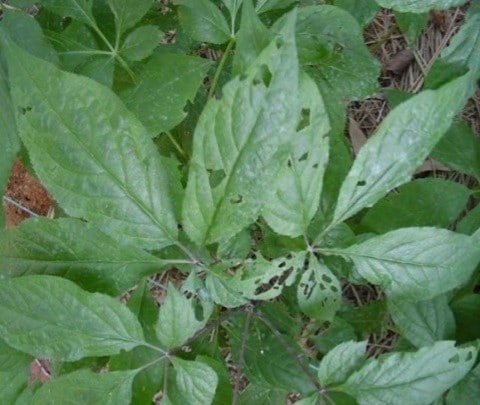 명주달팽이 피해를 본 인삼 &#40;농촌진흥청 제공&#41; 2025.05.08 /뉴스1