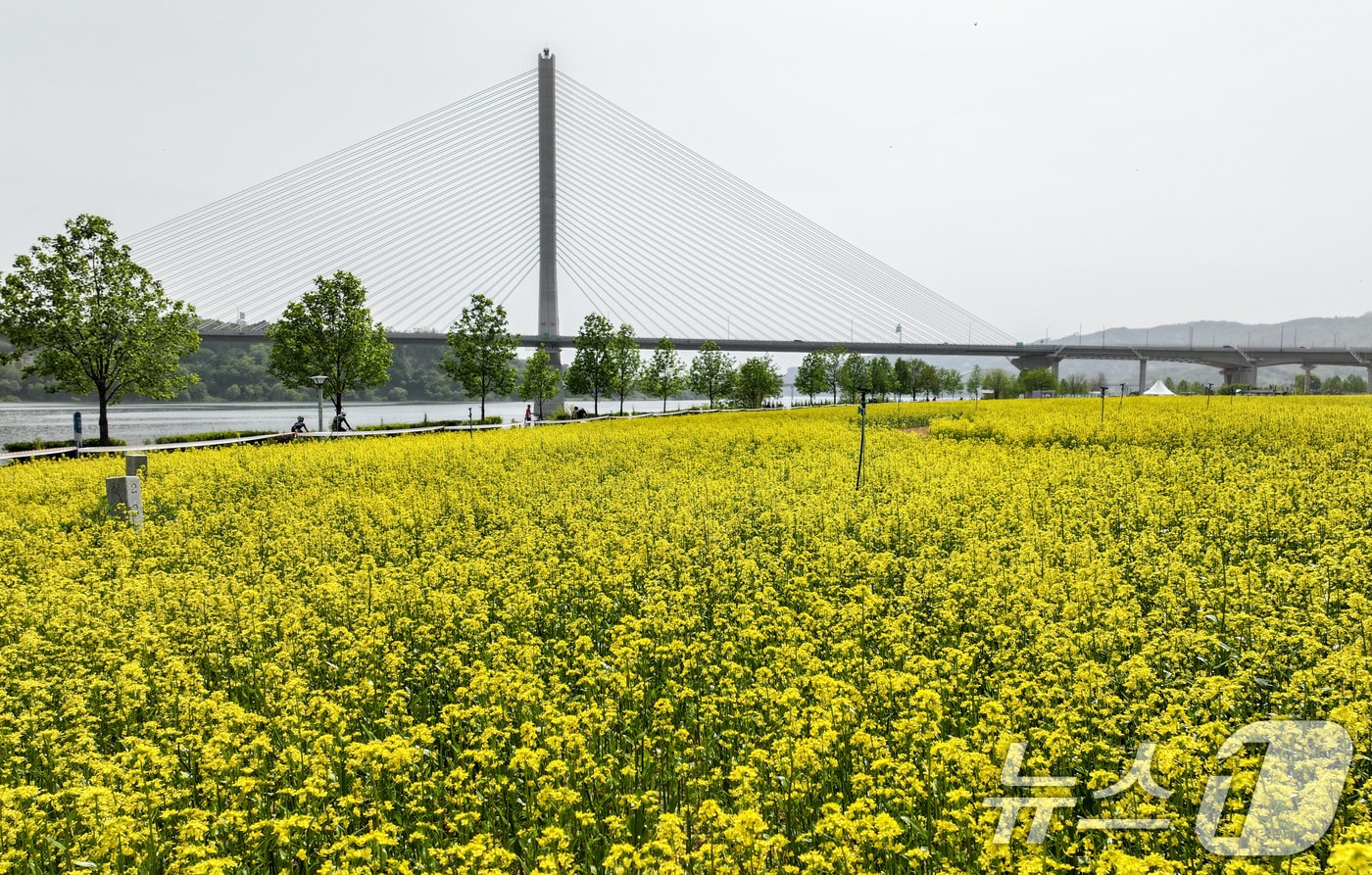 2025 구리 유채꽃 축제 개막을 하루 앞둔 8일 경기도 구리한강시민공원에서 시민들이 자전거 라이딩을 즐기고 있다. 2025.5.8/뉴스1 ⓒ News1 김성진 기자