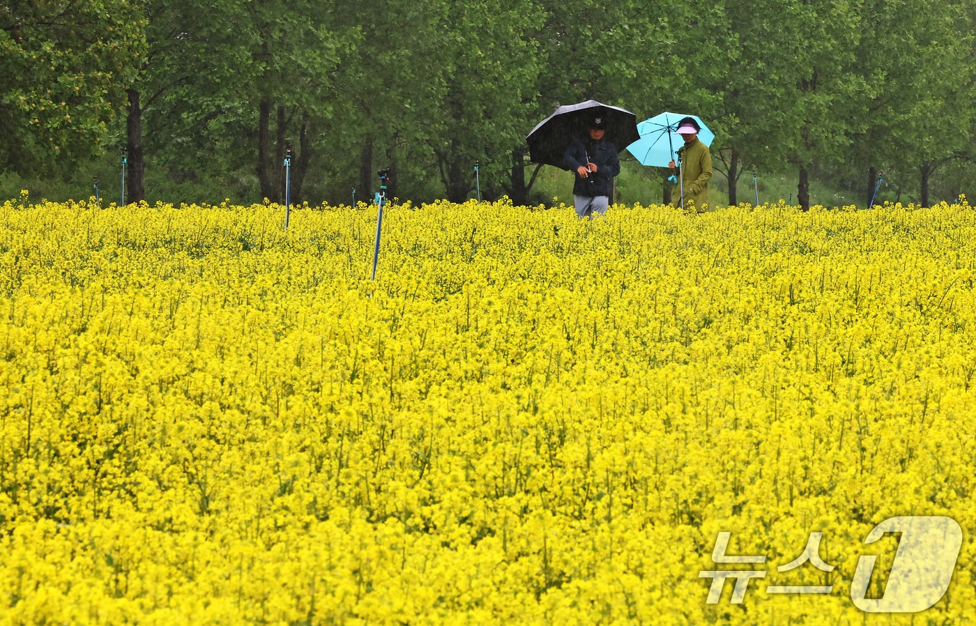 비가 내린 9일 오후 경기 구리한강공원 일대에서 열린 유채꽃 축제를 찾은 시민들이 꽃구경을 하고 있다. 2025.5.9/뉴스1 ⓒ News1 장수영 기자