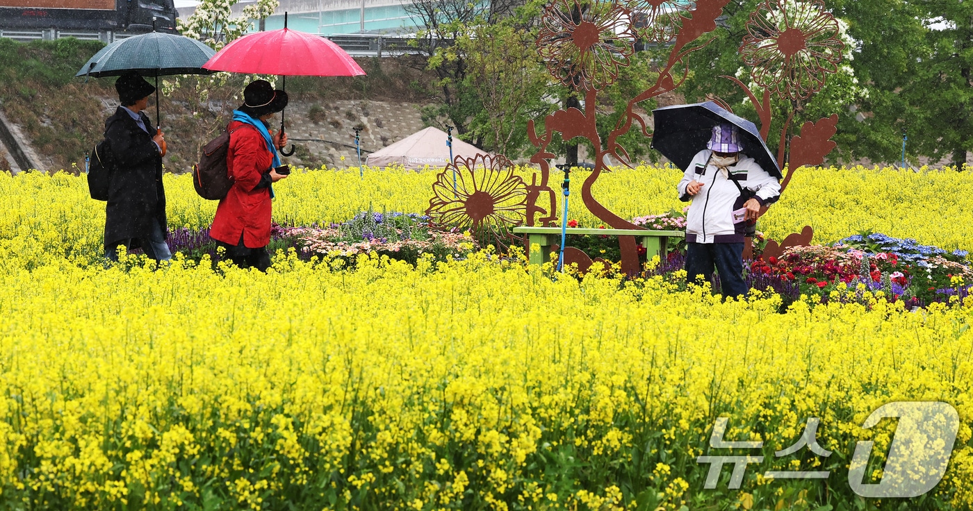 경기 구리한강공원 일대에서 열린 유채꽃 축제를 찾은 시민들이 꽃구경을 하고 있다. 2025.5.9/뉴스1 ⓒ News1 장수영 기자