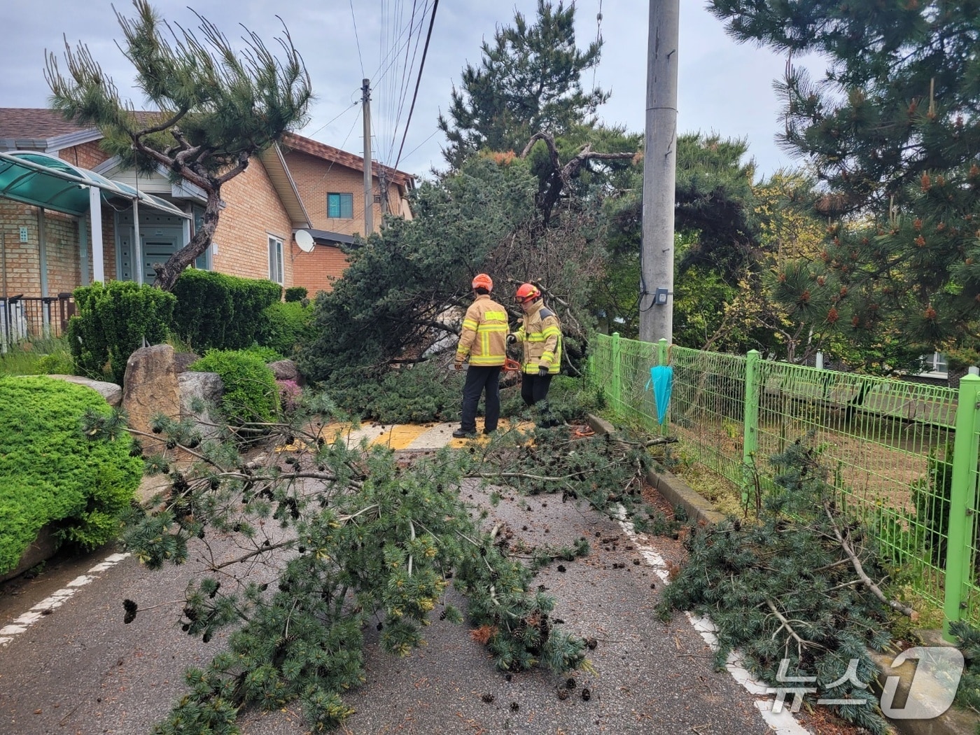  9일 낮 12시 11분께 전북자치도 고창군 대산면에서 강풍으로 인해 나무가 도로 위로 쓰러졌다.(전북소방 제공. 재판매 및 DB금지)