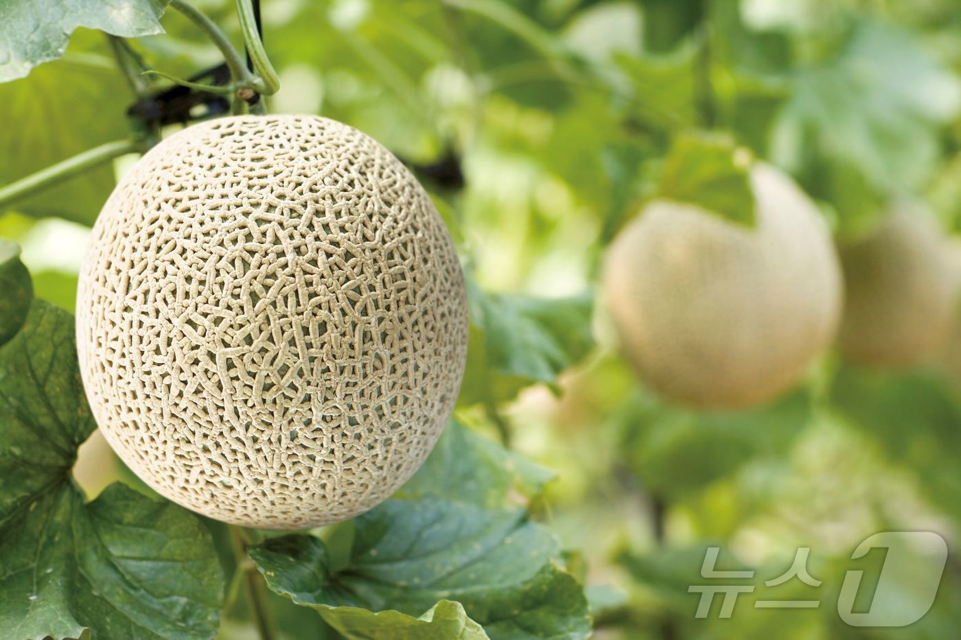 전북 진안군 농업기술센터가 멜론을 시범적으로 양액 재배한 결과 무게 2㎏ 내외, 평균 당도 14brix 이상의 상품과가 생산됐다.<자료사진>/뉴스1
