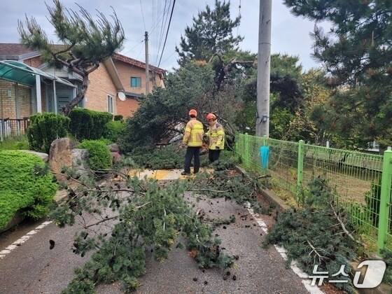 9일 낮 12시 11분께 전북자치도 고창군 대산면에서 강풍으로 인해 나무가 도로 위로 쓰러졌다.(전북소방 제공. 재판매 및 DB금지)