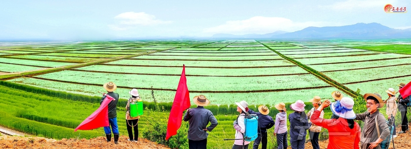 (평양 노동신문=뉴스1) = 북한 노동당 기관지 노동신문은 1일 전국적으로 1100여 개의 농장들에서 기본 면적의 모내기를 끝냈다고 보도했다. [국내에서만 사용가능. 재배포 금지. DB 금지. For Use Only in the Republic of Korea. Redistribution Prohibited] rodongphoto@news1.kr