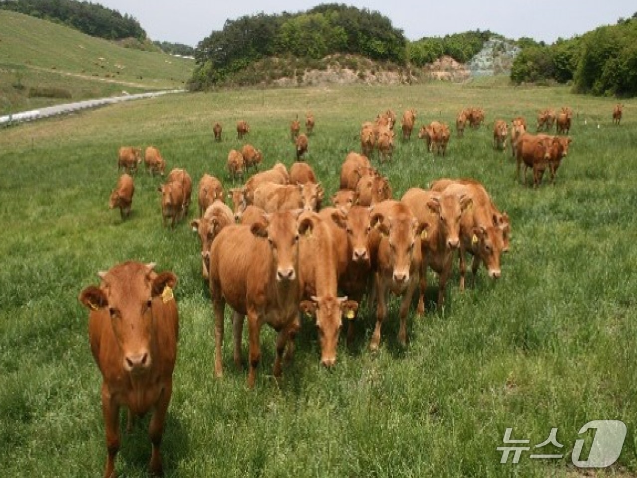 소 사육 자료 사진. &#40;강원특별자치도 제공. 재판매 및 DB제공&#41; 2025.6.1/뉴스1