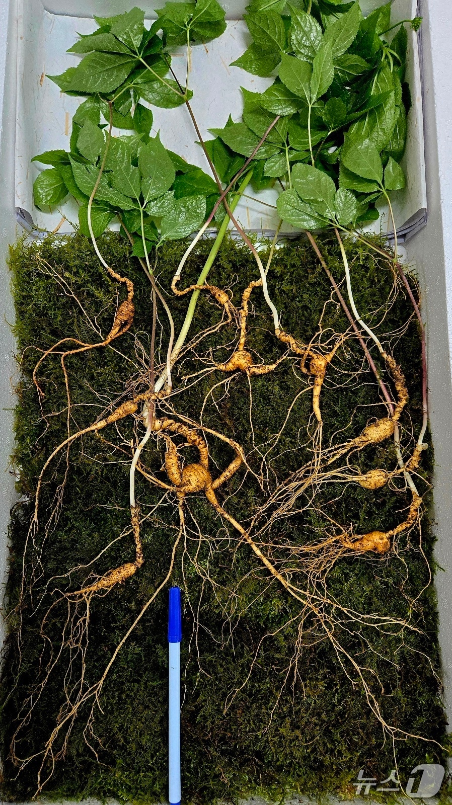 최근 발견된 90년근 이상 천종산삼(한국전통심마니협회 제공. 재판매 및 DB금지).