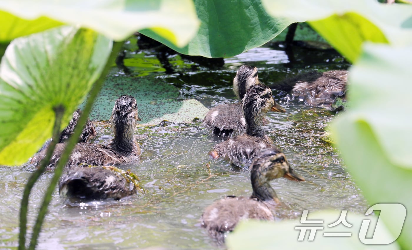 초여름 날씨가 이어지고 있는 지난 10일 전북 전주시 덕진공원에서 오리 가족이 헤엄을 치고 있다. 2025.6.10/뉴스1 ⓒ News1 유경석 기자
