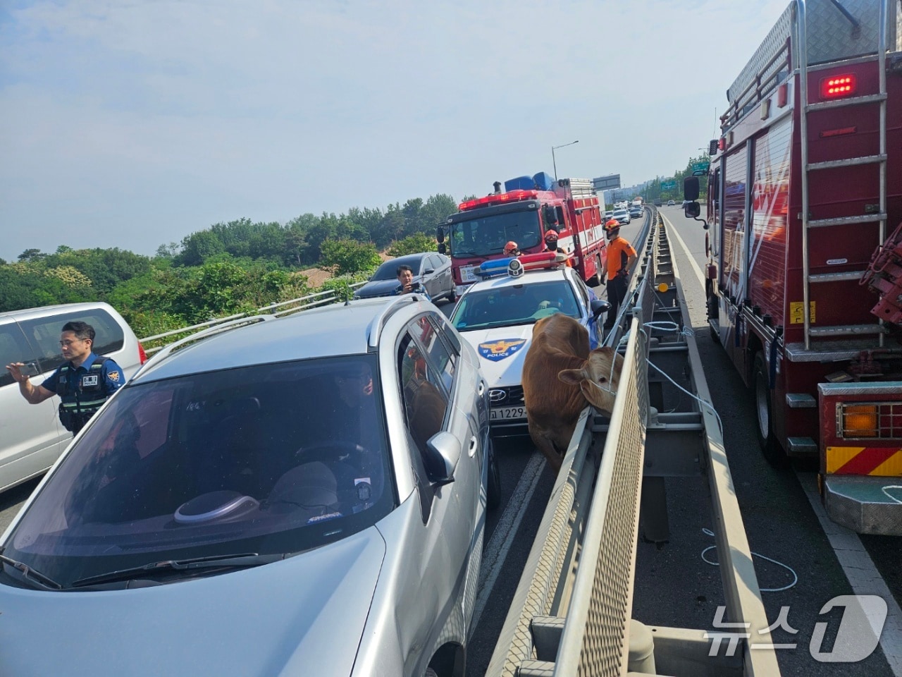 10일 오전 8시 8분쯤 전남 나주시 평산동 신천교차로 인근 도로에서 송아지가 배회해 소방당국이 포획에 나서고 있다.(전남 나주소방 제공. 재판매 및 DB 금지)