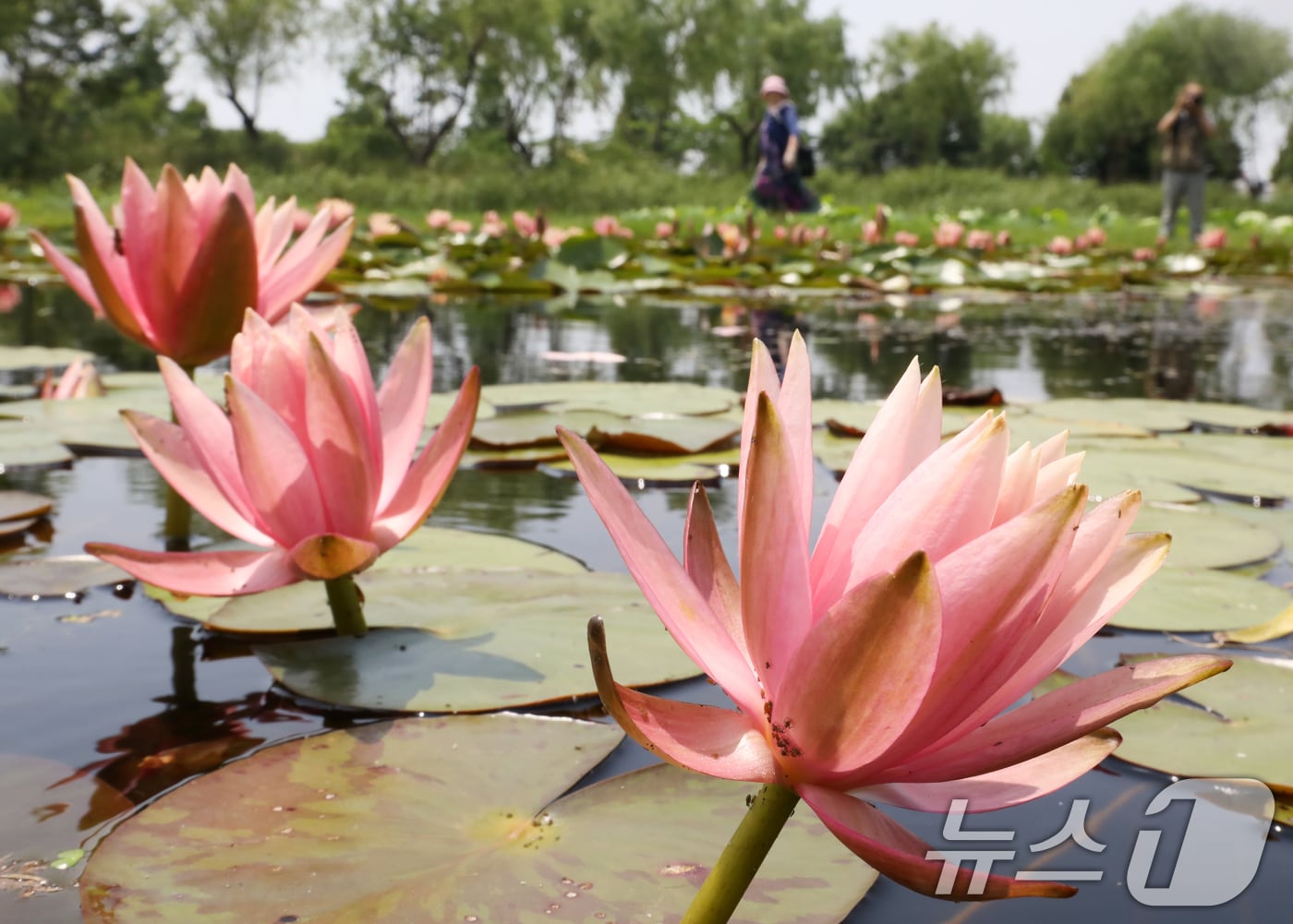 초여름 날씨를 보인 10일 오후 부산 사상구 삼락생태공원 연꽃단지에 수련꽃이 활짝 펴 눈길을 사로잡고 있다. 2025.6.10/뉴스1 ⓒ News1 윤일지 기자