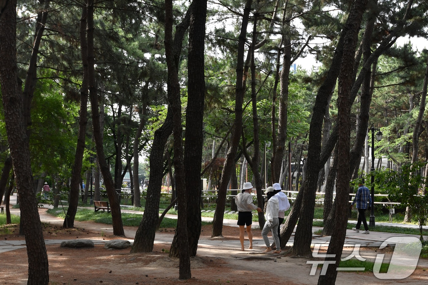 11일 오전 경북 포항시 송도 테마거리에서 시민들이 솔 향기를 맡으며 산책하고 있다. 2025.6.11/뉴스1 ⓒ News1 최창호 기자