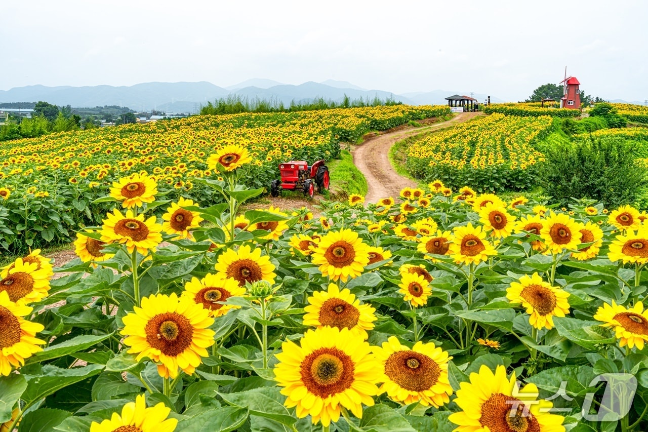 함안 강주해바라기 축제장(함안군 제공. 재판매 및 DB금지).
