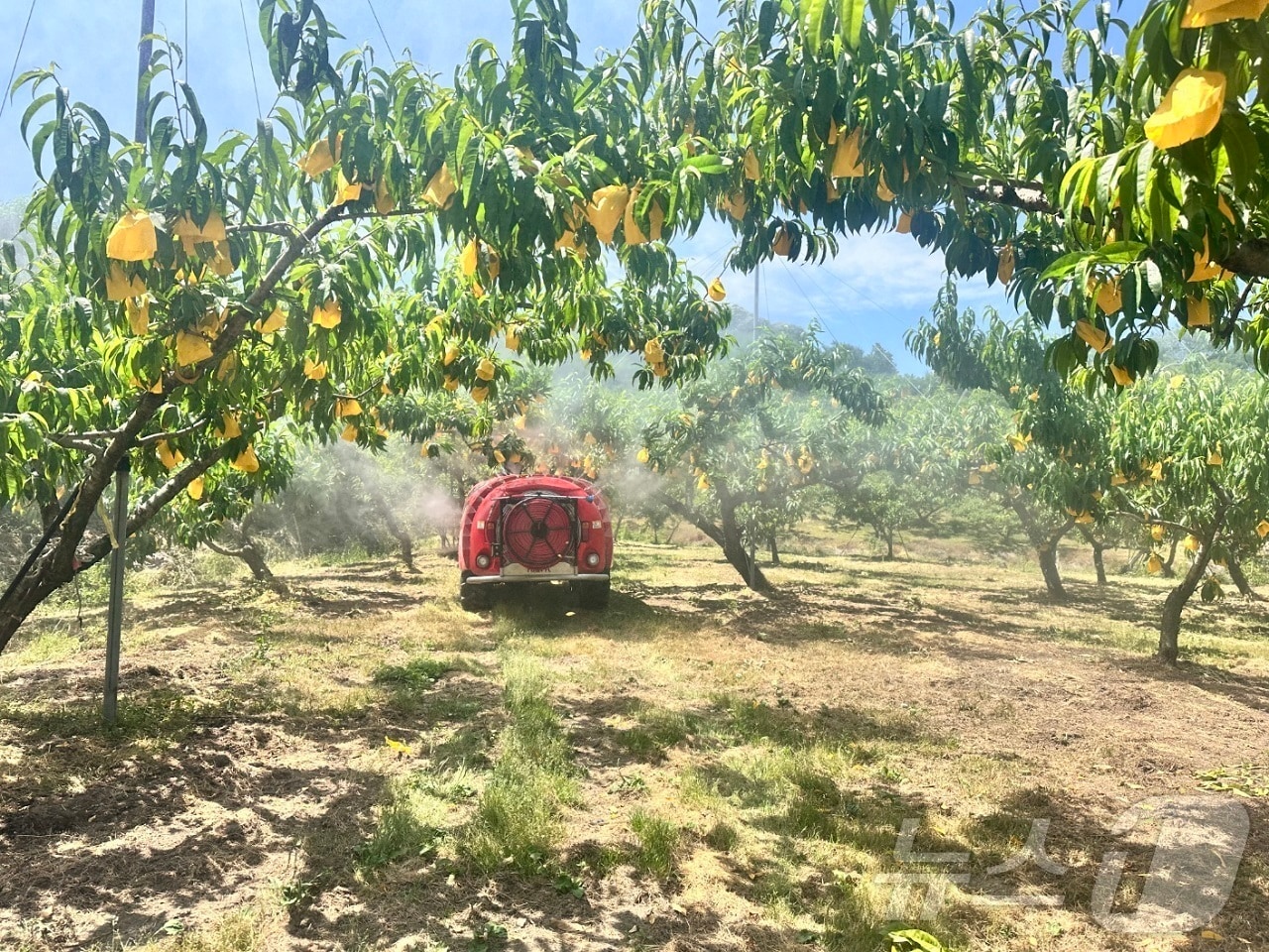 전남 순천시가 복숭아 탄저병 확산 방지를 위해 약제를 살포하고 있다.(순천시 제공. 재판매 및 DB 금지)