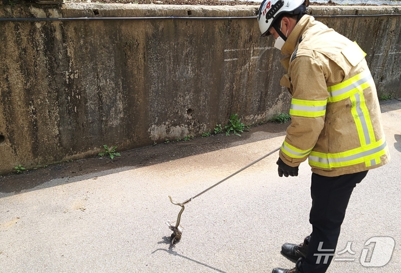 뱀 포획하는 강원소방.(도소방본부 제공, 재판매 및 DB금지)