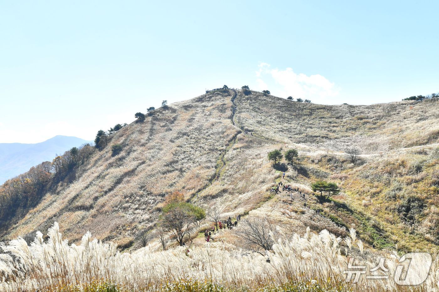 강원 정선군 남면 민둥산 억새군락지 가을 전경. (정선군 제공. 재판매 및 DB금지) 2025.6.12/뉴스1