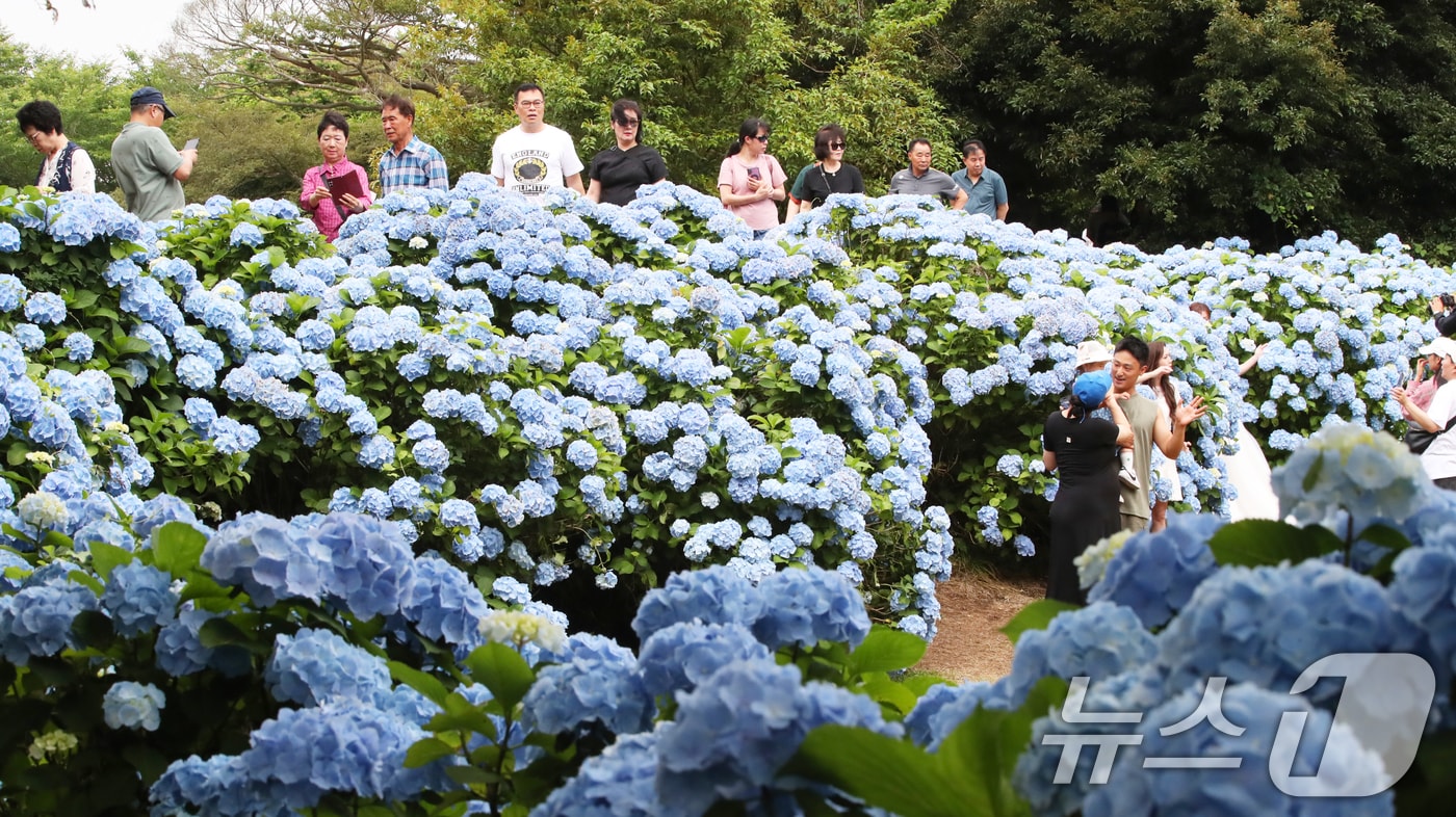 비가 소강상태를 보이는 15일 오후 수국이 만개한 제주 서귀포시 성산읍 혼인지에서 관광객들이 사진을 찍으며 추억을 남기고 있다. 2025.6.15/뉴스1 ⓒ News1 오현지 기자