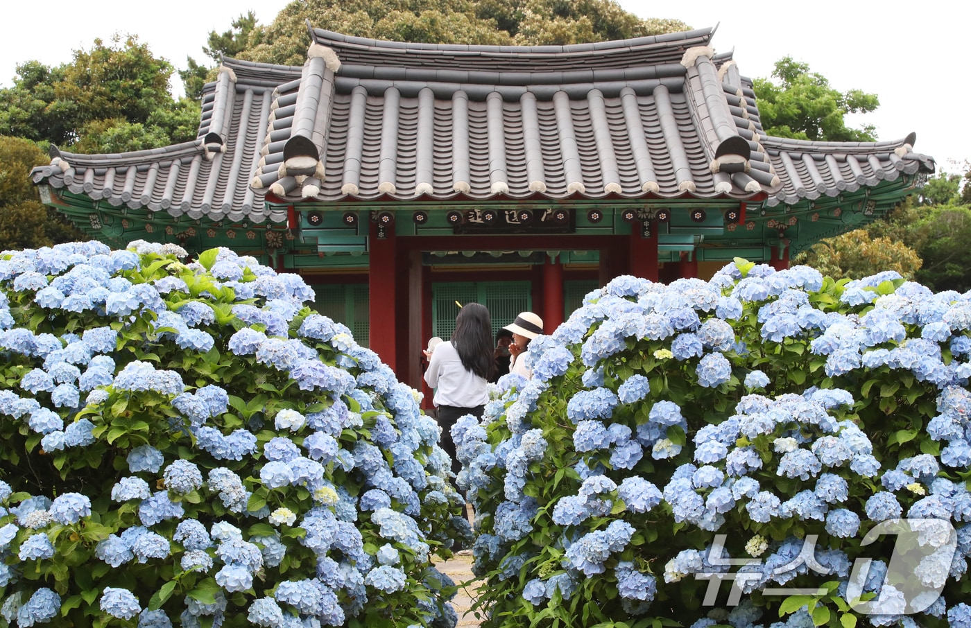 비가 소강상태를 보이는 15일 오후 수국이 만개한 제주 서귀포시 성산읍 혼인지에서 관광객들이 사진을 찍으며 추억을 남기고 있다. 2025.6.15/뉴스1 ⓒ News1 오현지 기자