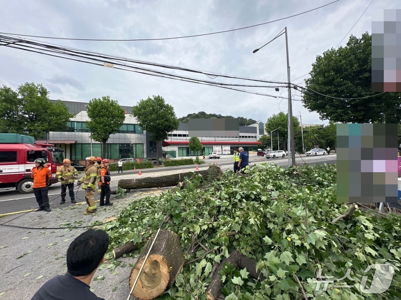 광주 북구 양산동 한 도로에 쓰러진 가로수를 소방당국과 북구청 공무원들이 조치를 취하고 있는 모습.(광주 북구 제공. 재판매 및 DB금지) 2025.6.15/뉴스1