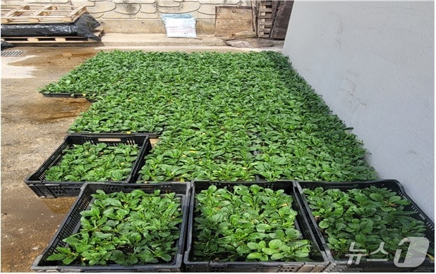 강원 영월군 사회적경제기업 화이통이 최근 영월군 산솔면에 지역 경관조성을 위해 기증한 눈개쑥부쟁이. (영월군 제공. 재판매 및 DB금지) 2025.6.16/뉴스1