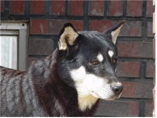 네눈박이(블랙탄) 진돗개 (농촌진흥청 제공) 2025.06.16 /뉴스1