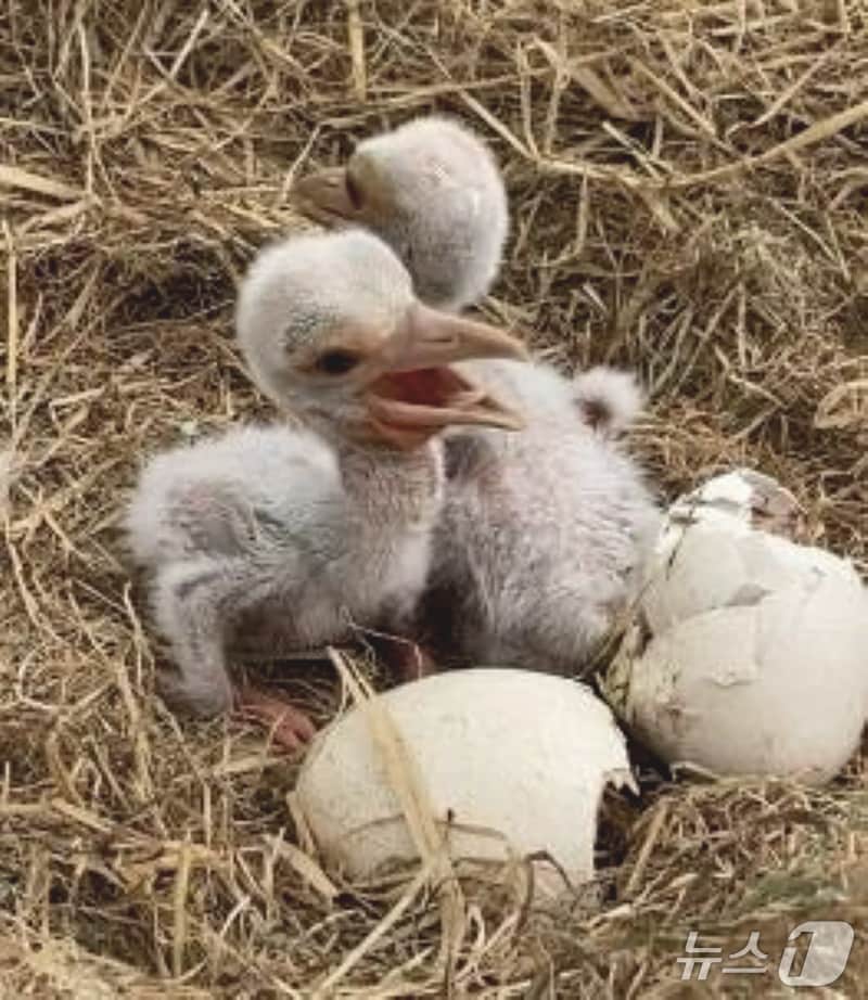부화한 황새 모습 (예산군 제공 ,재판매 및 DB 금지) 2025.6.16/뉴스1