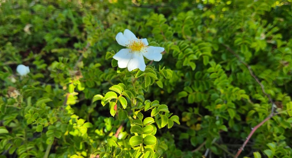 제주찔레(국립해양생물관 제공) /뉴스1