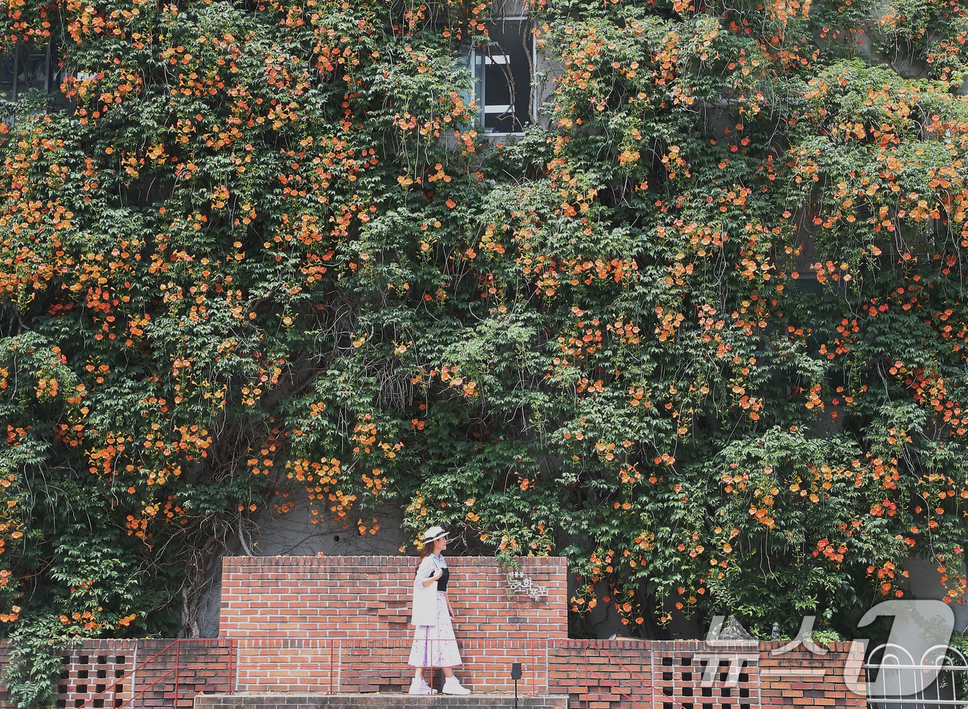 하지(夏至)를 나흘 앞둔 17일 대구 중구 대봉1동 행정복지센터 인근 건물 외벽에 활짝 핀 능소화가 폭포처럼 장관을 이루자 사진으로 남기려는 시민들이 발길이 늘고 있다. 2025.6.17/뉴스1 ⓒ News1 공정식 기자