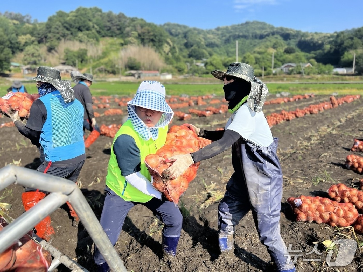 전북농협 임직원이 최근 집중호우 피해를 입은 완주군 양파 농가를 찾아 피해복구에 나섰다.(전북농협 제공. 재판매 및 DB금지)