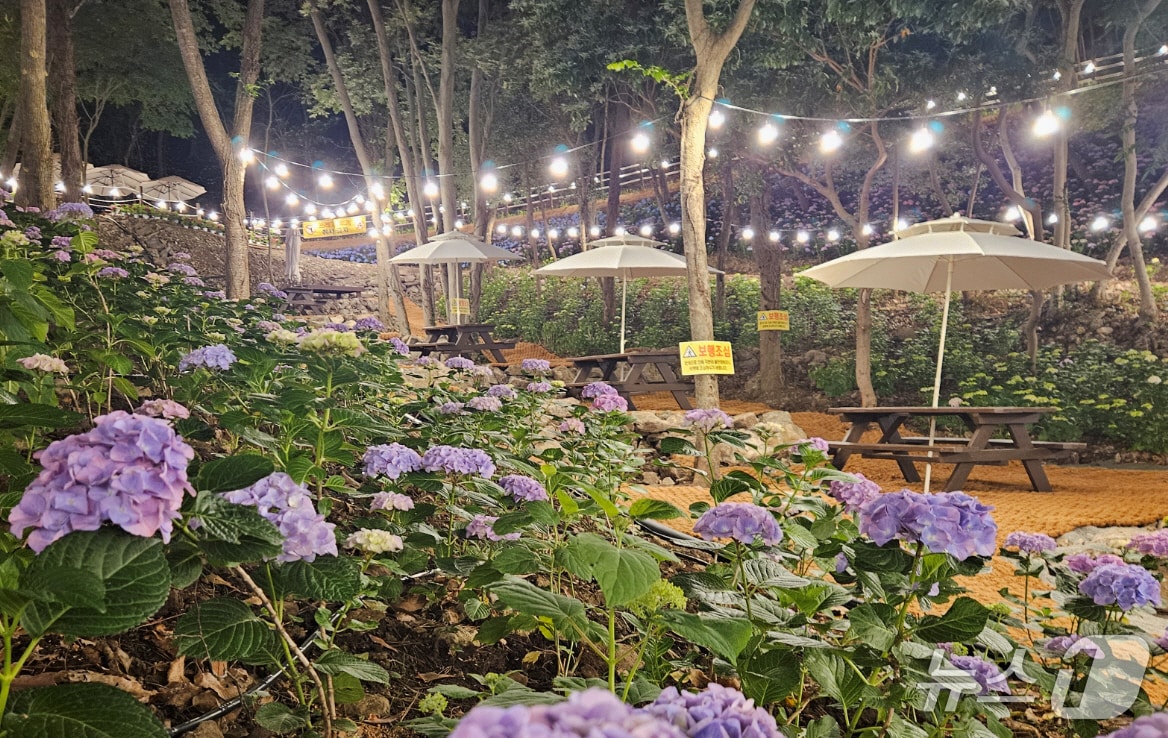 운림산림욕장 수국공원 야경(진도군 제공, 재판매 및 DB금지)