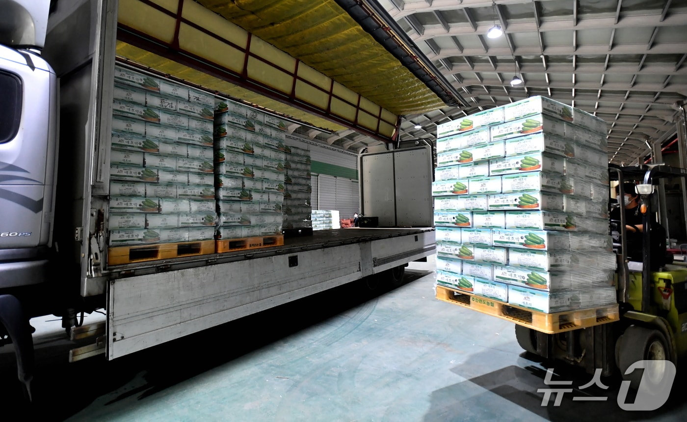 화천 애호박 출하.(화천군 제공, 재판매 및 DB금지)