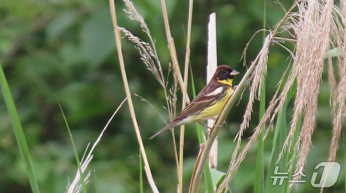 이승현 군이 촬영한 검은머리촉새.(울산광역시제공. 재판매 및 DB 금지)