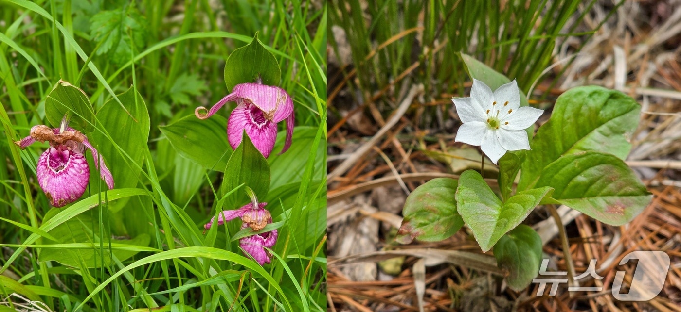 복주머니난(왼쪽)과 기생꽃(지리산국립공원 제공. 재판매 및 DB금지)