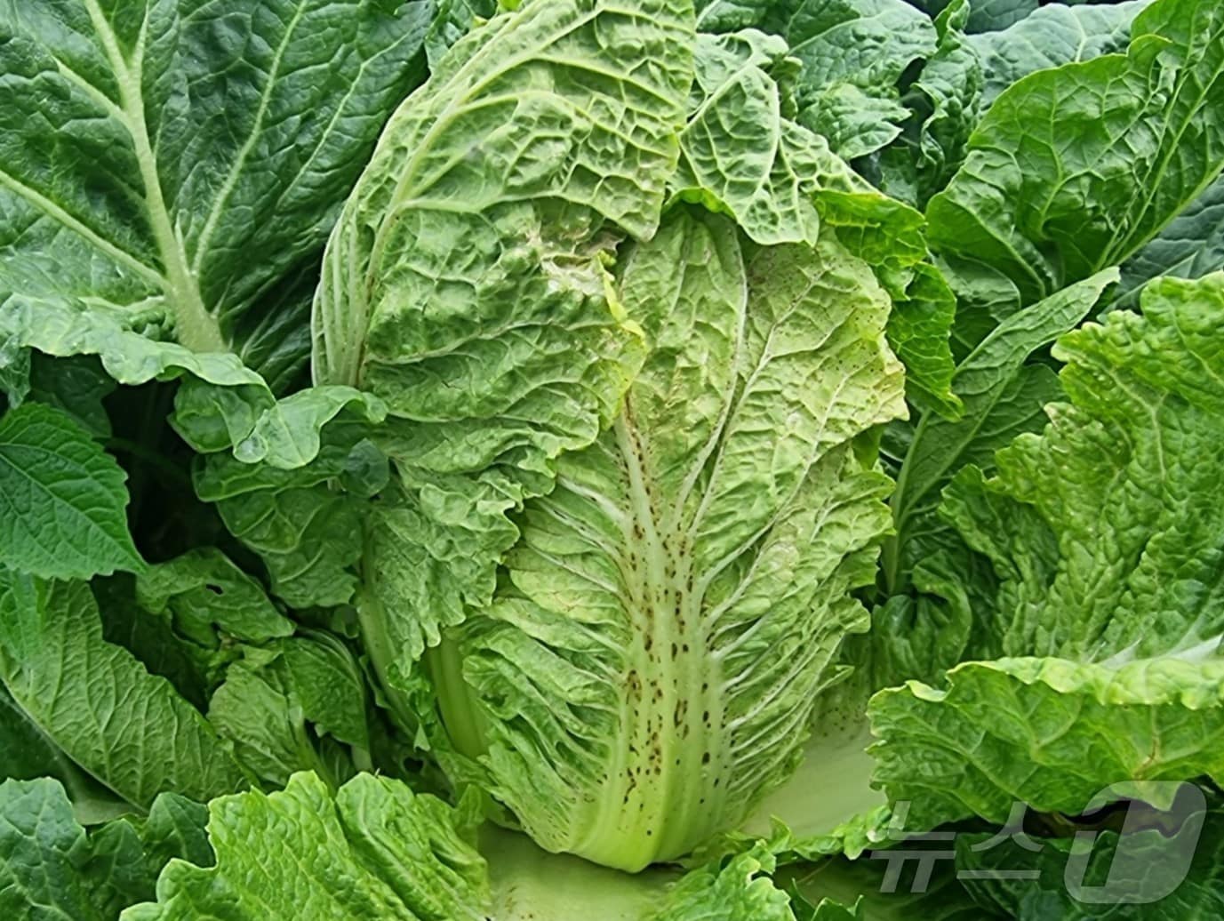 배추황화바이러스에 감염된 배추.(경북농업기술원 제공, 재판매 및 DB 금지)ⓒ News1 김대벽기자