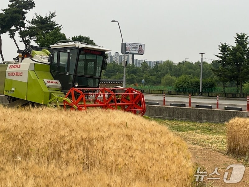 보리 추수(인천 계양구 제공.재판매 및 DB금지)