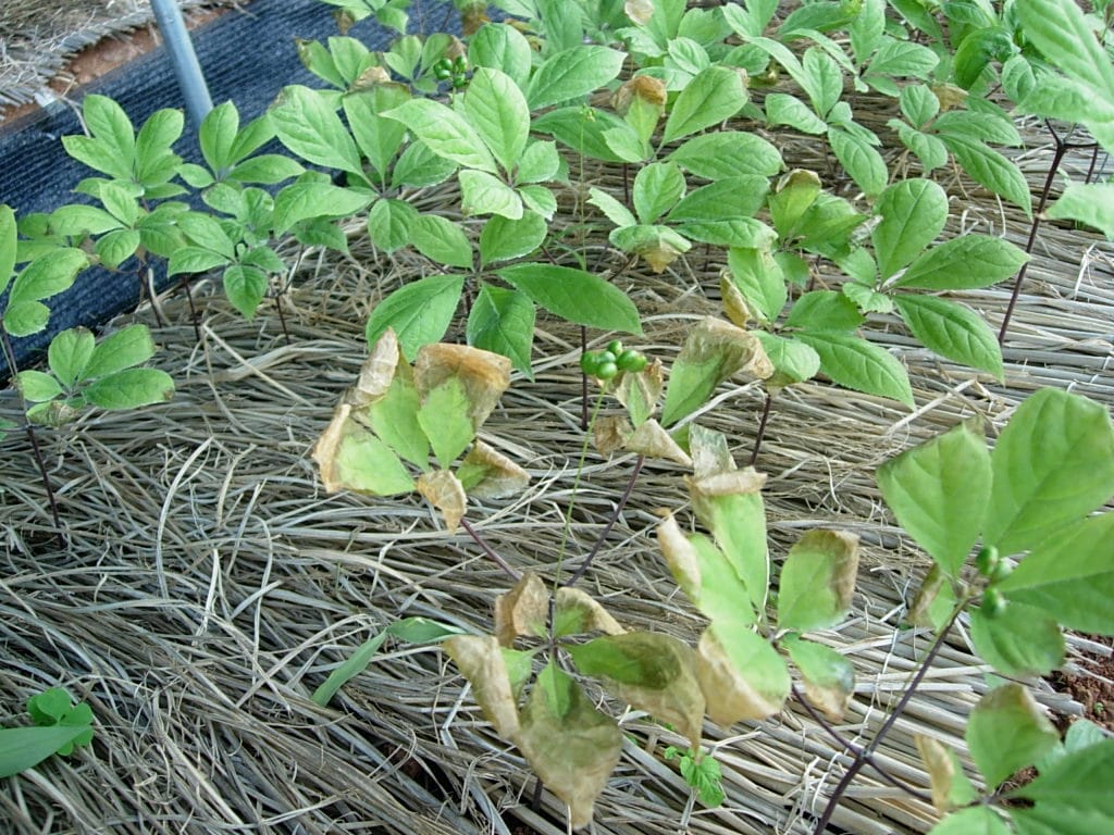 고온 피해를 본 인삼 &#40;농촌진흥청 제공&#41; 2025.06.18 /뉴스1