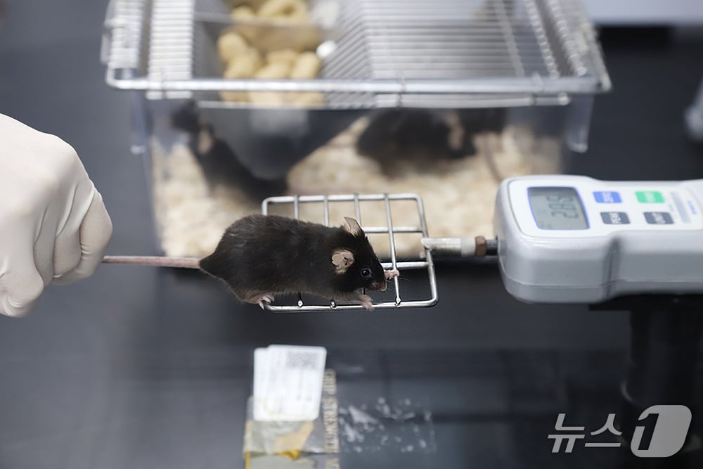CLCF1를 주사한 쥐의 근육 힘 측정(생명연 제공) /뉴스1